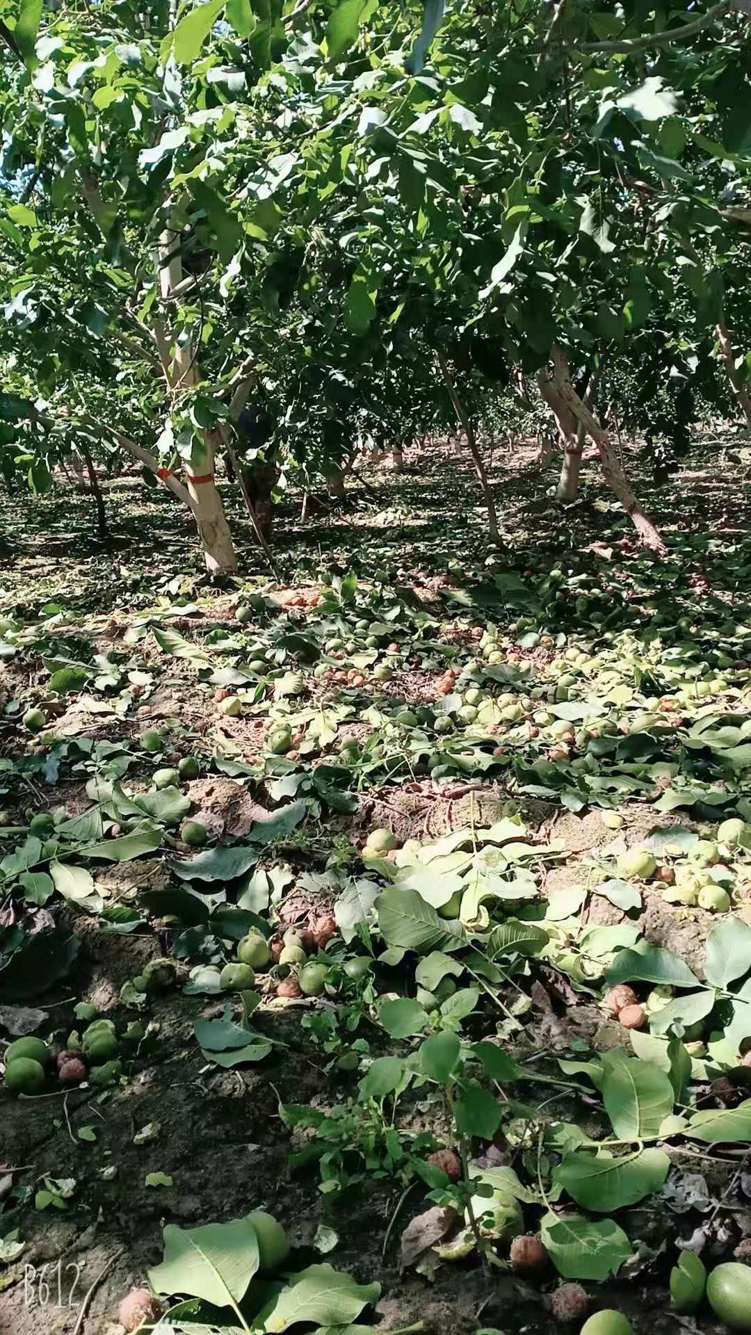  新疆阿克苏纸皮核桃新货上市了