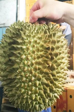 青岛 泰国🇹🇭金针榴莲，价格可议