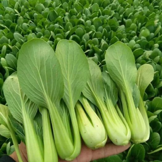 曹县北方小油菜 1两以下