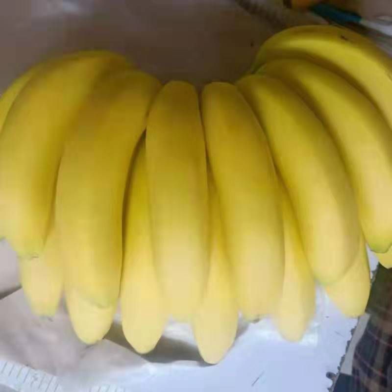  名品香蕉，欢迎选购