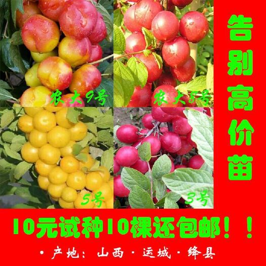 绛县钙果苗 0.5~1米
