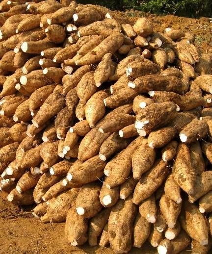 粉葛  人工种植无渣，其特点个大皮薄粉多质嫩无渣味甘，产地直