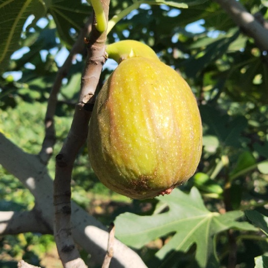 烟台无花果干 鲜无花果经过清洗切果烘干而成，味道干甜，软硬适中，老少皆宜。