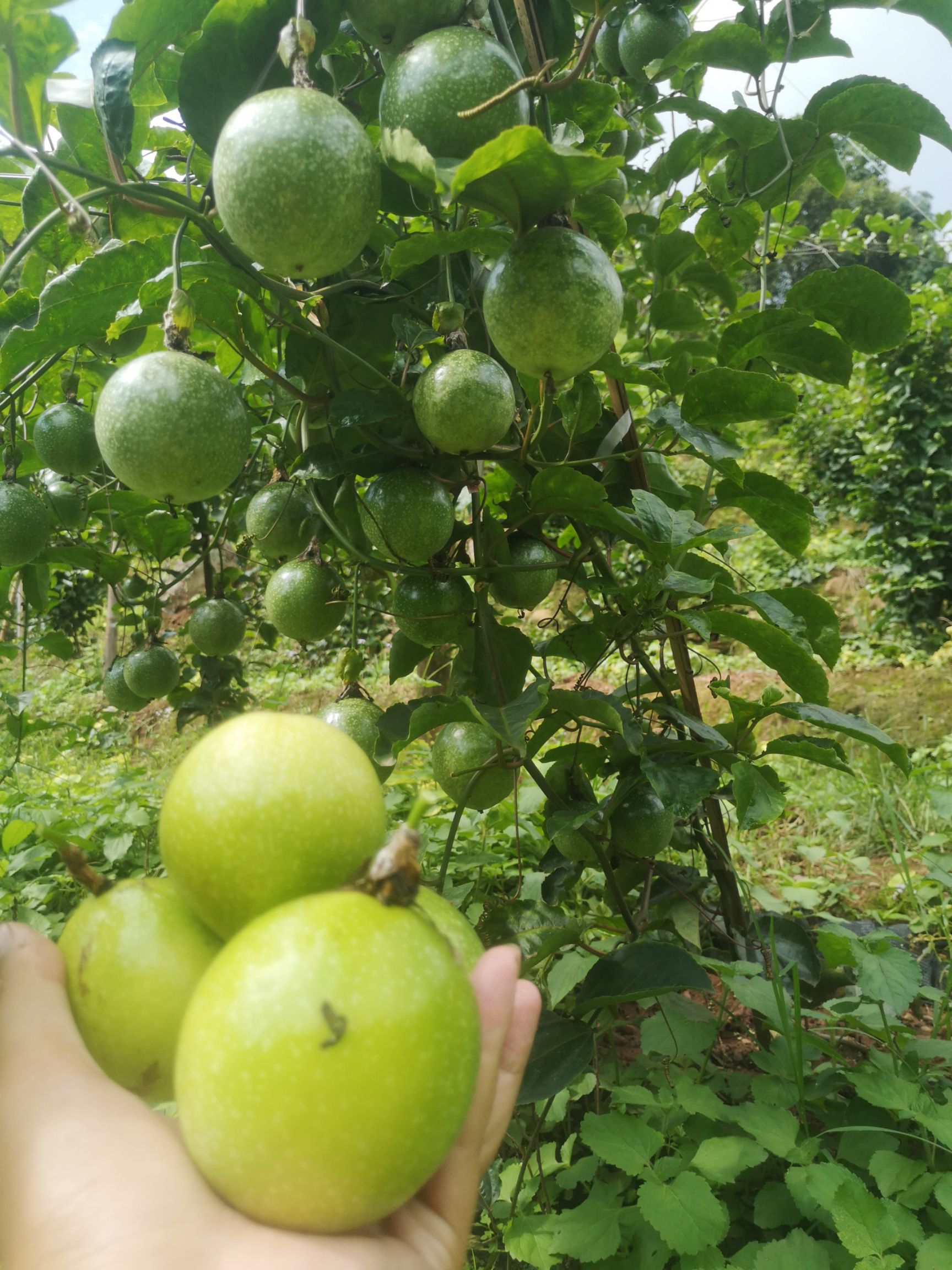 雲南鎮沅黃金百香果