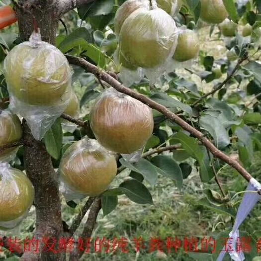 寿阳县玉露香梨 口感好汁多有“天然矿泉水”的美称