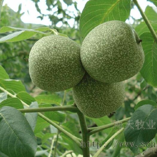 魏县 真正的薄壳香核桃苗