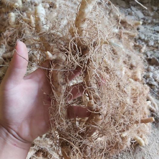 隆回县尾参 产地货源