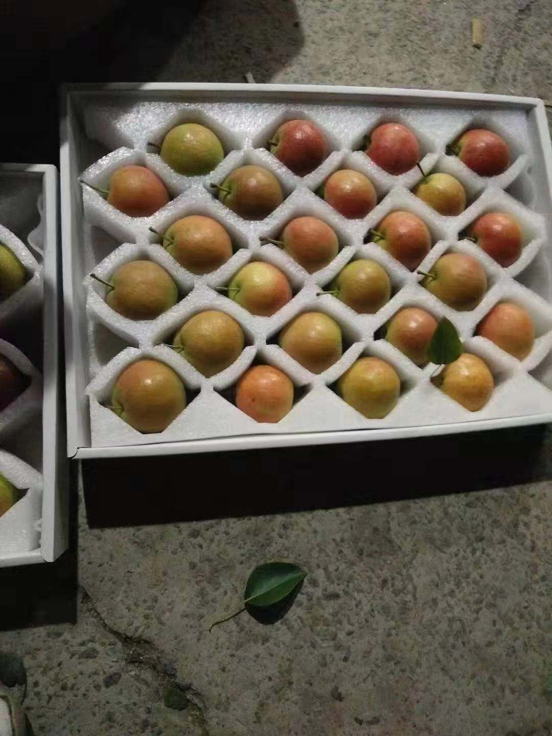 南果梨正宗东北辽宁特产梨子小香水梨晚秋子梨鞍山新鲜水果黄梨