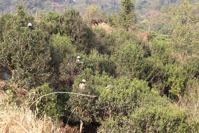 普洱生茶 100年大树毛茶散茶贺开自有茶山一手货源可实地考察