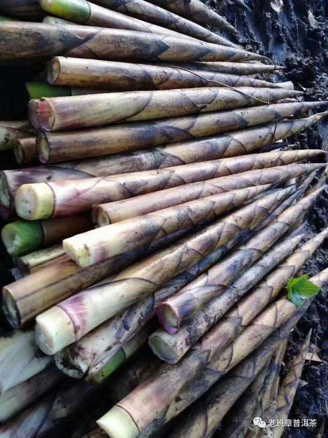 刺竹笋 鲜笋