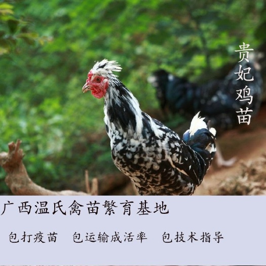 南宁 贵妃鸡苗  孵化基地直供  已注射疫苗  包运输成活