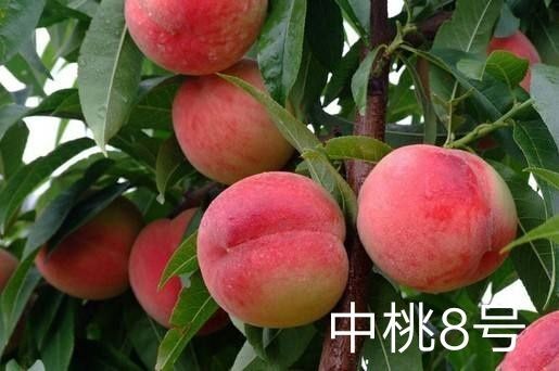 武陟县突围桃苗 中桃8号，9号