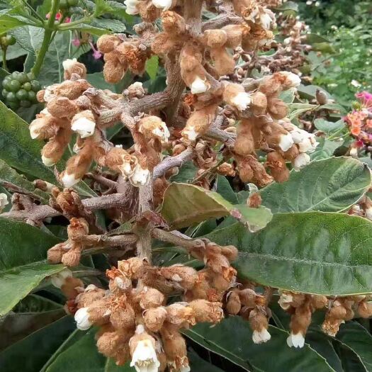 宁蒗县 农家老百姓养的土蜂蜜琵琶蜂蜜