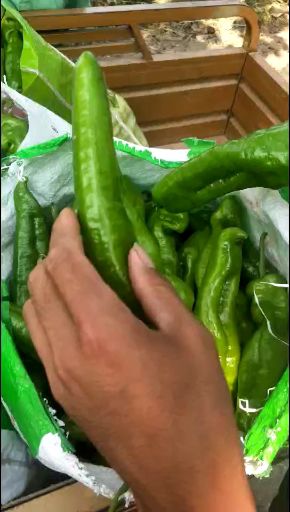 鲜泡椒 15~20cm 微辣 靑色 鲜泡椒 15~20cm 微辣 靑色