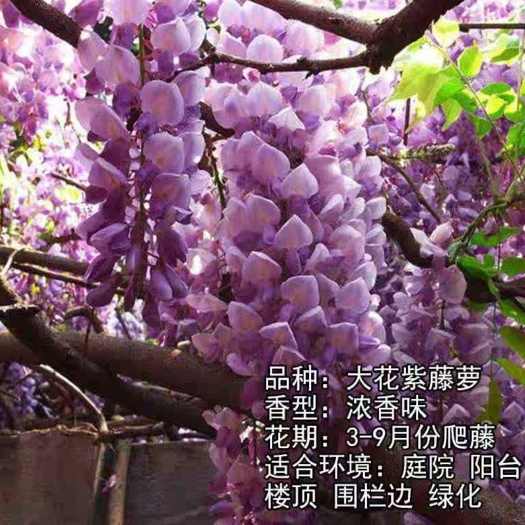 平邑县 多花紫藤萝树苗.紫藤花苗 爬藤树花 山东种苗
