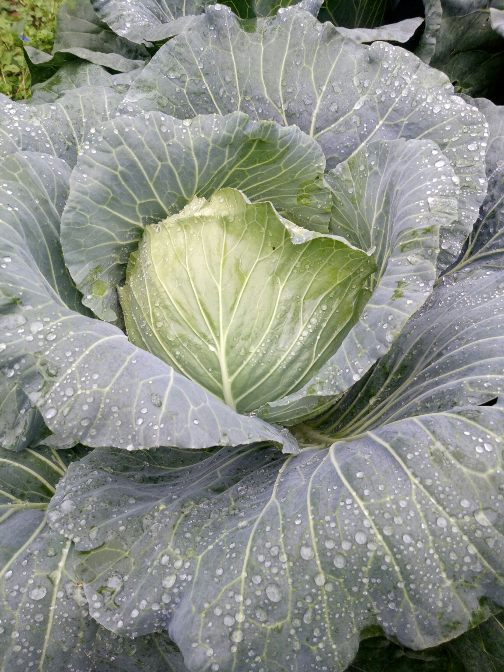 卷心包菜 5斤以上