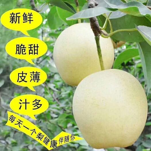 赵县皇冠梨！水果贸易，全国各批发市场，超市！产品。