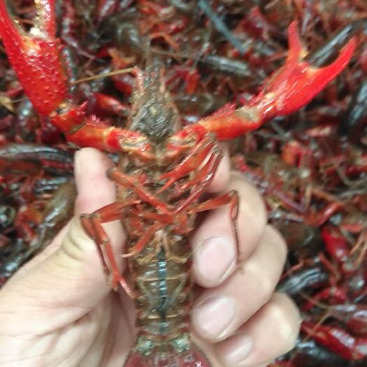 潜江市潜江小龙虾 大红6.2--9.4钱