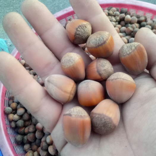 舒兰市 大榛子，炒熟的二十五
