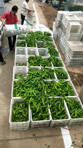 鲜泡椒 15~20cm 微辣 靑色 鲜泡椒 15~20cm 微辣 靑色