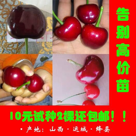 绛县 樱桃苗