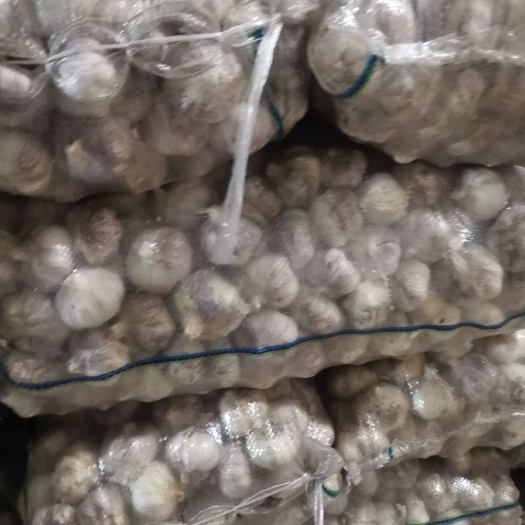 赣州紫皮大蒜 大量有货，产地直销，量大从优