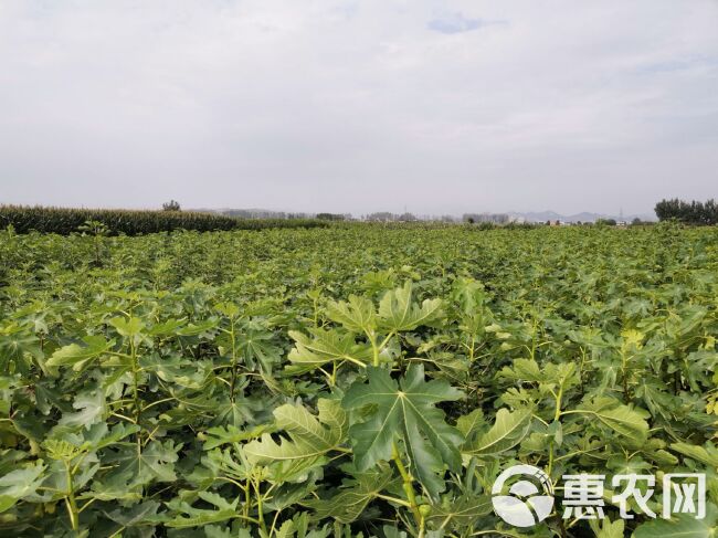  青皮无花果树苗无花果苗当年挂果品种纯正