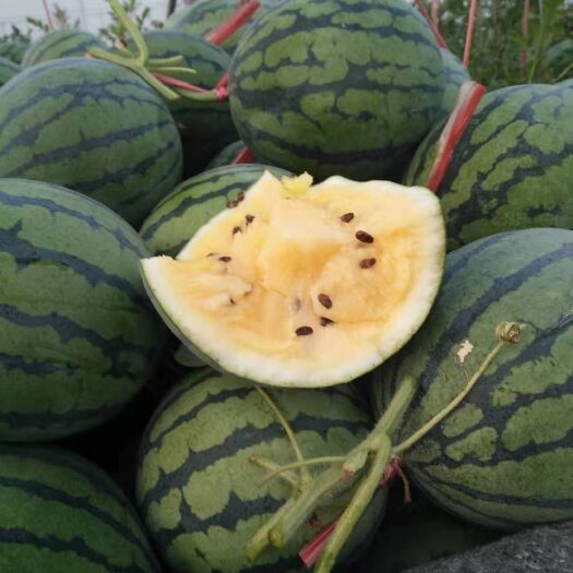 特小凤西瓜大量供应中，货源充足，价格合理，