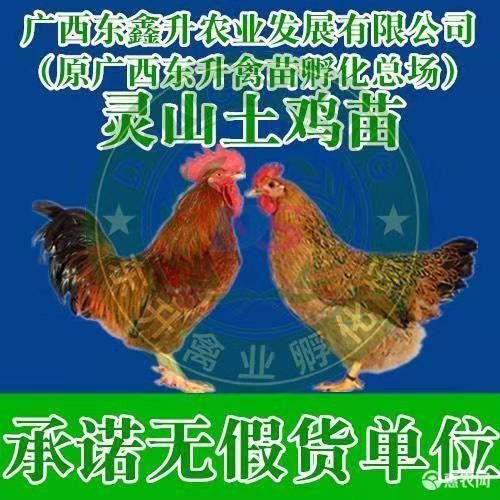 南宁 土鸡苗