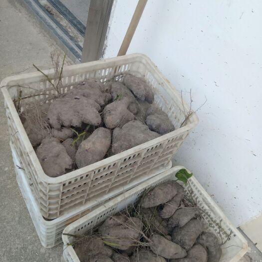 会昌县 毛薯