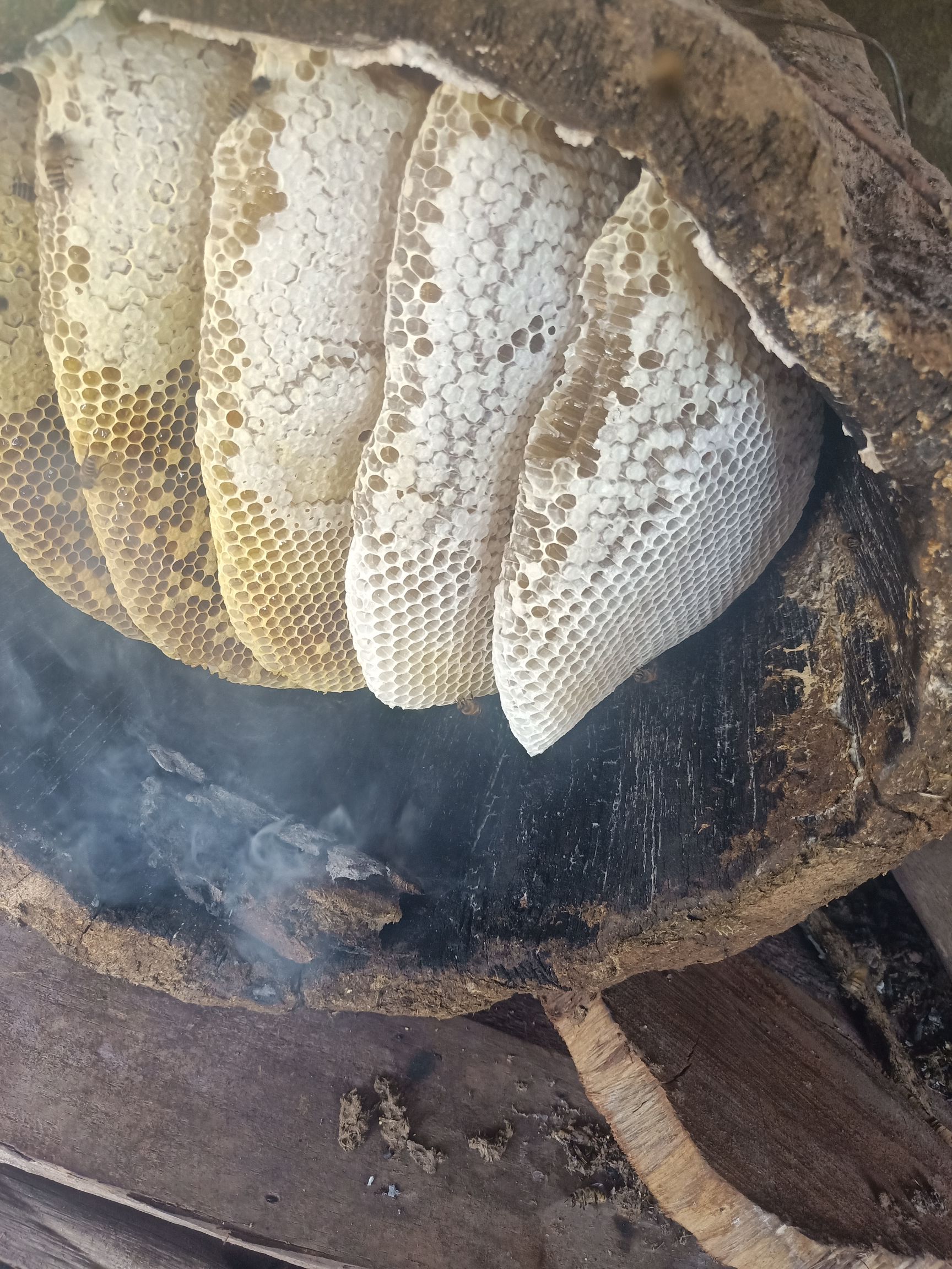 蜂巢蜜 需要什么样你说