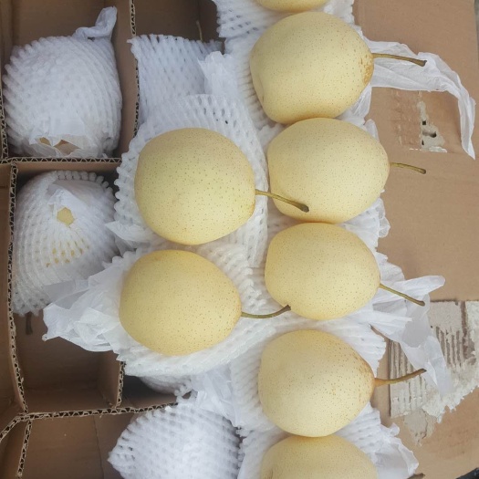 赵县水晶梨  云贵川！系列产品！水晶鸭梨