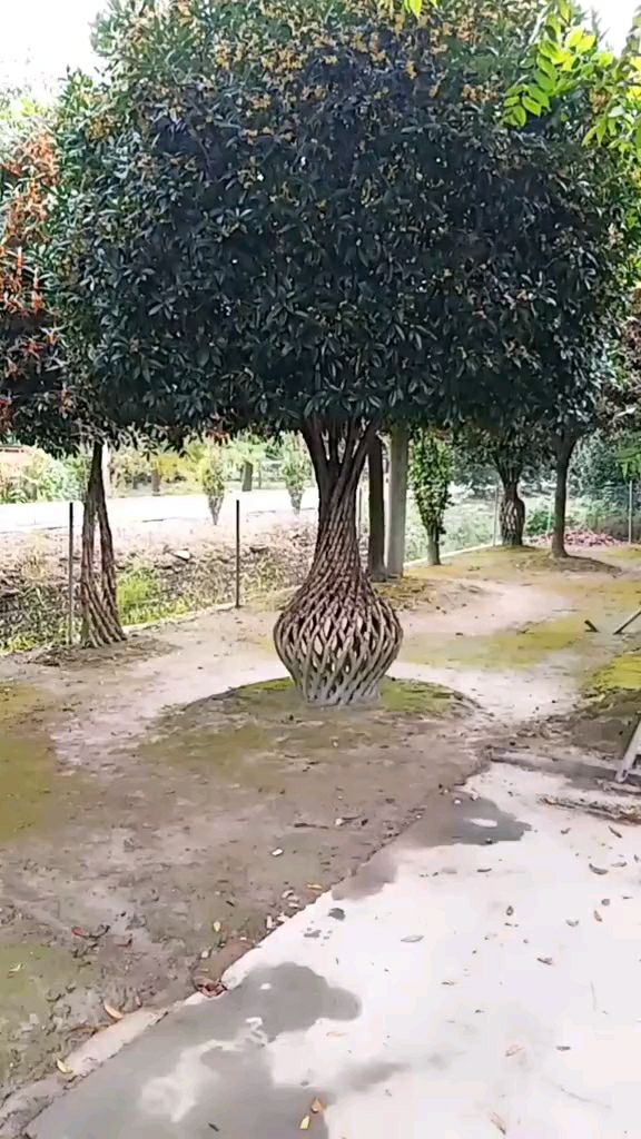 月桂 树艺编织，桂花编织花瓶，花瓶骨架，个个价值不菲，