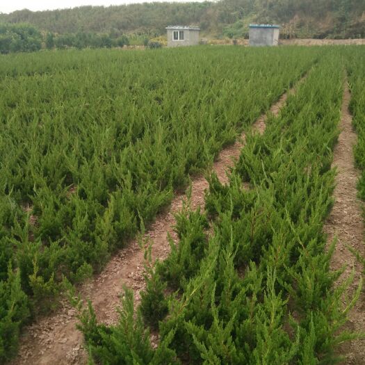 日照小龙柏 龙柏基地直发