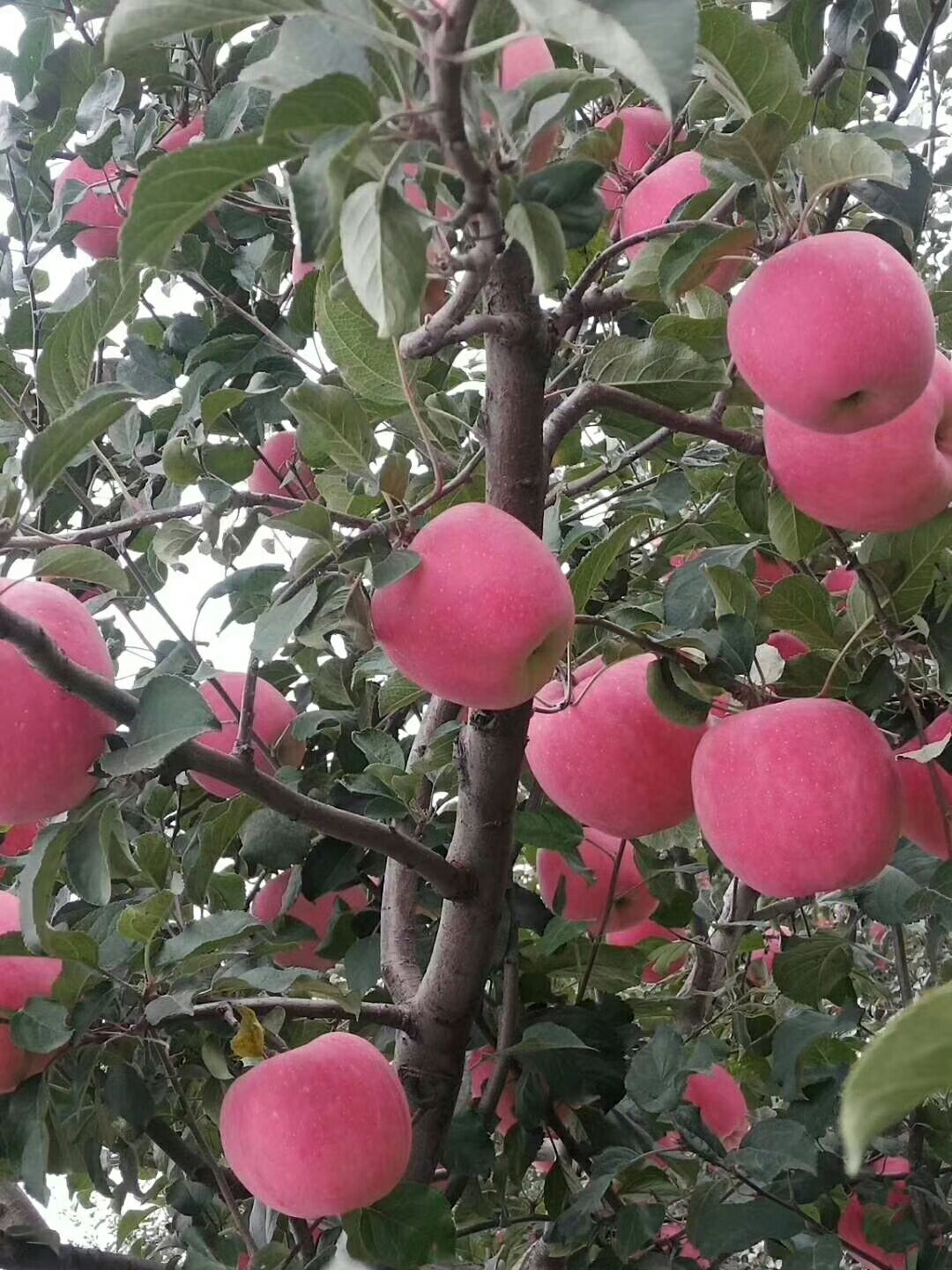  陕西红富士苹果现摘现发，10斤包邮，新鲜当季坏果包赔