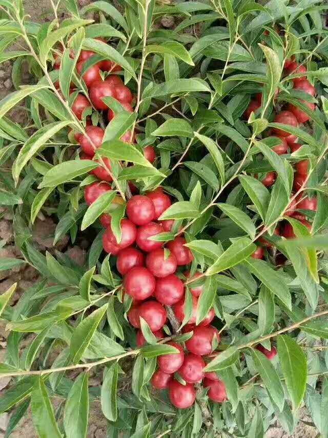  钙果苗，农大钙果苗，天然的高钙果实，含人体需要的几十种