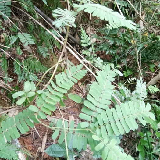 浦北县 广西六万大山鸡骨草