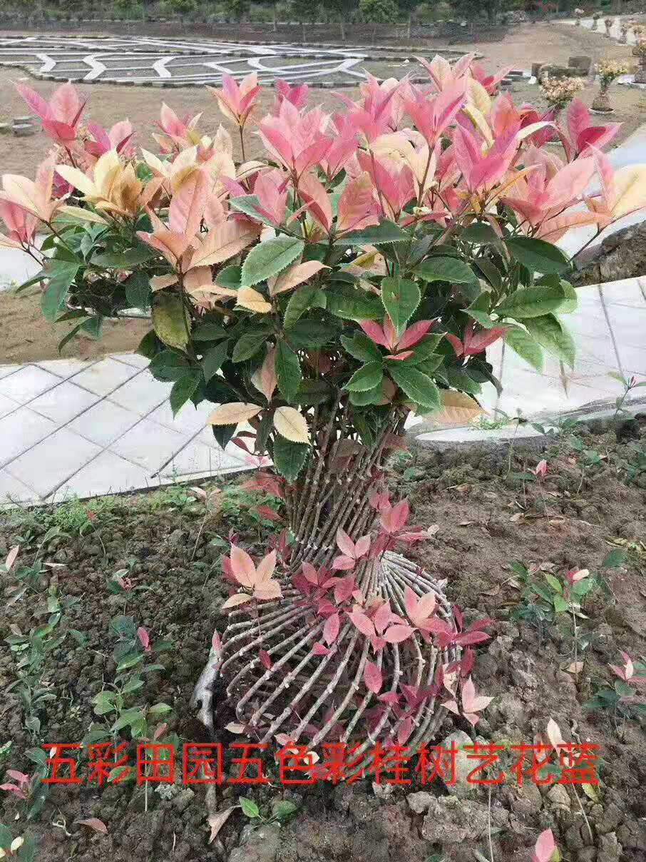 珍珠彩叶桂 彩叶桂