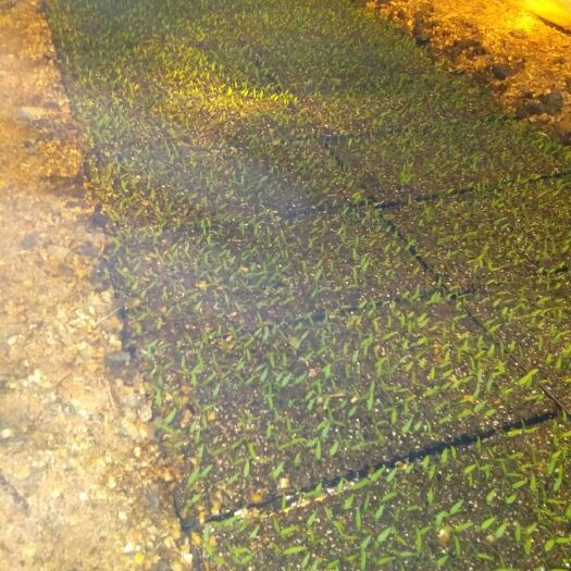 安龙县线椒苗 8～10片真叶