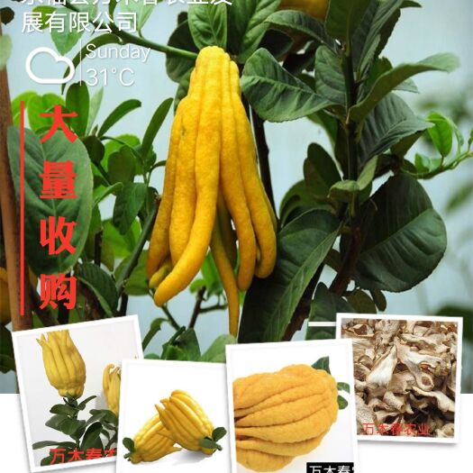 永福县 大量2019年9月份佛手干片，质量保证