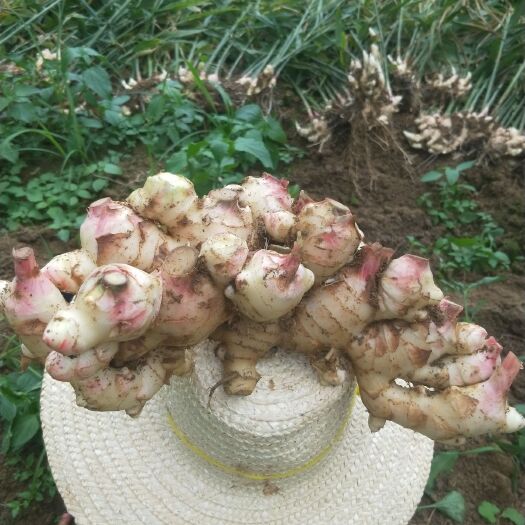 大肉姜姜种 姜种 生姜 广东本地姜 仔姜 老姜 月子姜 肉姜