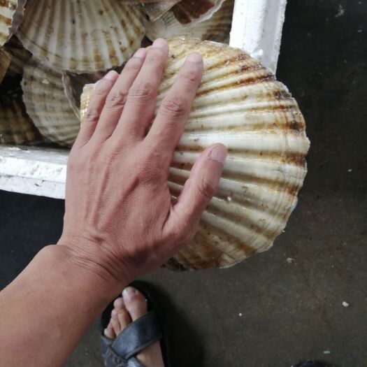 东港市夏贻贝 夏怡贝，小船海螺，刀把蛏各种规格