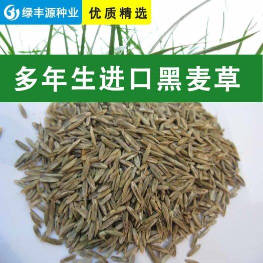 沭阳县黑麦草种子 散装