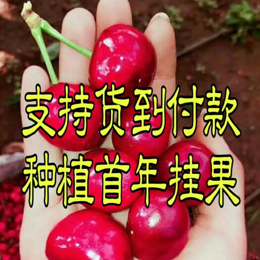 纳雍县 车厘子樱桃苗 大颗粒 种植首年就能挂果 带花芽发货