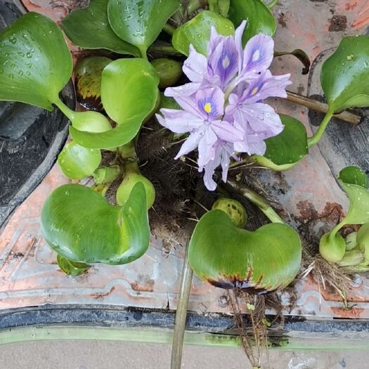 沭阳县水葫芦种子  水葫芦