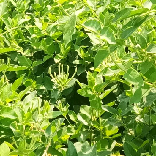 封丘县 大量供应四季金银花苗一百万棵