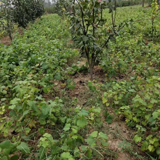 宁陵县 金手指葡萄苗，1年的苗