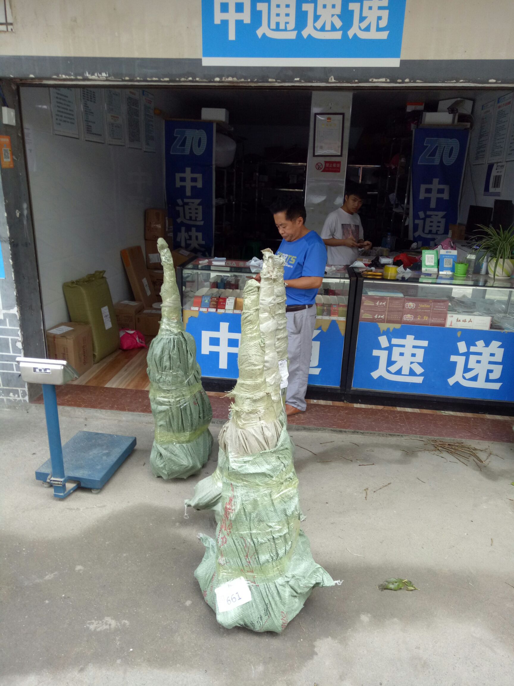  车厘子樱桃苗 大颗粒 种植首年就能挂果 带花芽发货