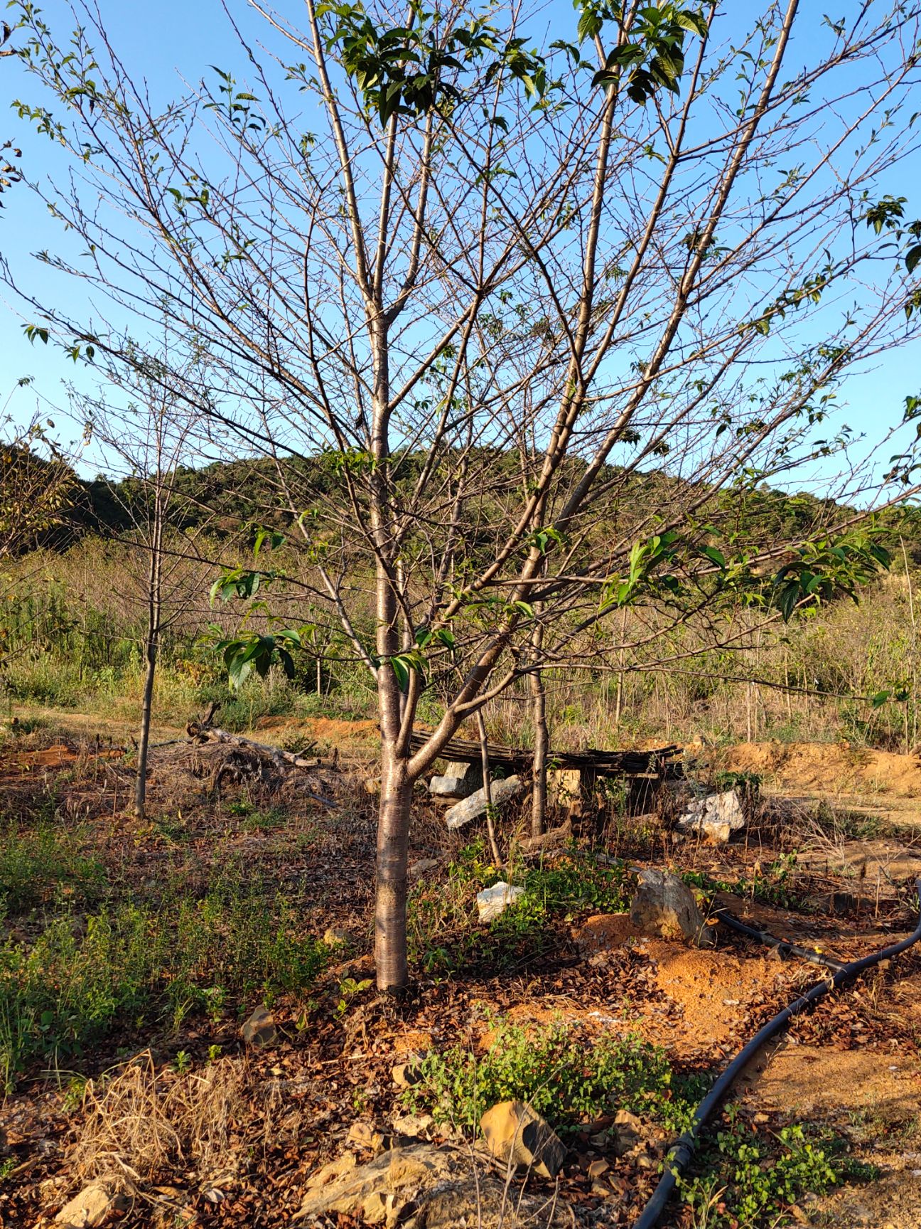 染井吉野樱,松月樱,美国垂枝樱花