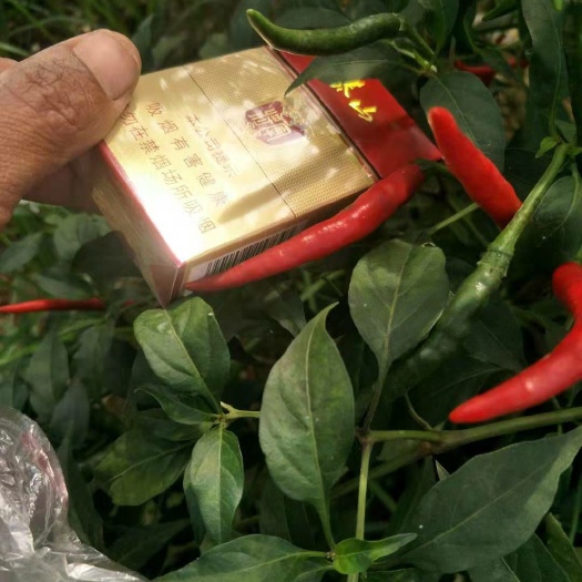 曹县艳红辣椒  绿色无公害健康从饮食食材开始